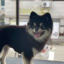 우리그루밍 | 청주애견미용 우리집 댕댕이 미모 대변신! 그루밍공화국에서 미용 받은 후기