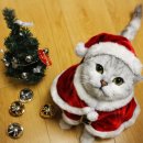 헬로우 주어 | 라망타로 상담후기❣️선물감사합니다🎁헬로우봇스킬 (2025년도 마지막?) 병오년 신년운세, 연말 연애운...