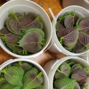 노엘농장 이미지