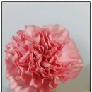 꽃그림 색연필화(보타니컬 아트) 이미지