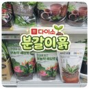 사각사각 종이접기 | 다이소 분갈이흙 종류 총정리 &amp; 하이드로볼 사용 후기