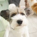 오드리 독 이미지