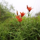 하늘반점 이미지