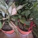 풀냄새꽃향기 이미지