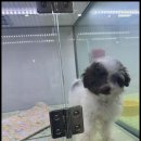 꿈꾸는 강아지 이미지