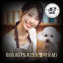 대전펫택시 이미지