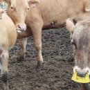 백우농장 이미지