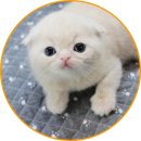 아담스펫 강아지분양 고양이분양 일산점 이미지