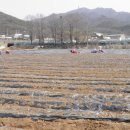 파주유황삼채 이미지