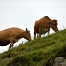 부여목장 이미지