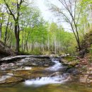 자작나무숲 스테이 이미지