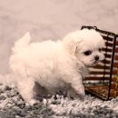 강아지분양 더펫 이미지