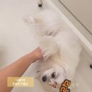 릴리 펫스파 네이버블로그