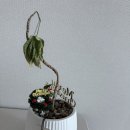 태조산길 | 천안시 산림조합 초화&amp;화분 구입 후기(with.자카란다)