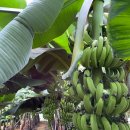 그린농원 이미지