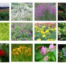 제주 올레길 7코스 이미지