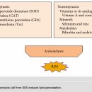 Re:Reactive Oxygen Species-Induced Lipid Peroxidation in Apoptosis, Autophagy, and Ferroptosis 이미지