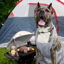 고마워강아지 이미지