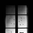 낭만고양이 이미지