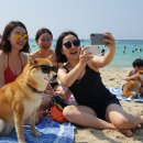 (상반기) 반려동물과 행복한 동행 : 펫티켓 | 2025년 여름, 반려동물과 떠나는 특별한 휴가 &#39;펫캉스&#39; 열풍