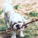 펫퍼스트 24시 강아지분양 고양이분양 파주운정점 | 펫퍼스트 24시 강아지분양 고양이분양 파주운정점, 반려동물과의 첫 만남 준비하기