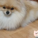 마코 진주점 | 강아지생식정보- 영양제, 보조제 그리고 생식에 대한 나의 생각