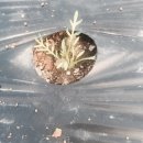 금봉 농장 이미지