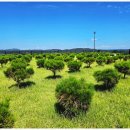 안식공원 이미지