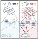 비만·당뇨 유발하는 특정 단백질 찾았다/ 지식은 무지몽매한 것/ 인류의 근본적 무지.. / 인간과 영혼.. 신과 우주 자연에 대한 지혜.. 그리고 진리 이미지