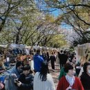 인천시 중구 자유공원 벚꽃축제 이미지