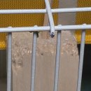 버드샵 | 애니버드샵 앵무새가 좋아하는 뜯뜯 발사나무 후기 2탄