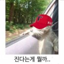 기아타이거즈 n연패 축하드립니다