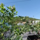 수곡농원 이미지