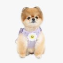 데이지 독 이미지