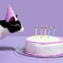 광양동물메디컬센터 이미지