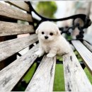 부천강아지분양 고양이분양 24시 데려가개 부천점 이미지