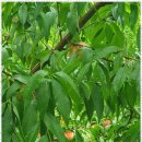 진정농장 이미지