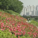 ◆(사진)안양천 장미 & ◆유채꽃 여인 이미지