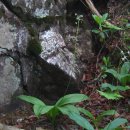 원산건설업 | 백합과 나도옥잠화속 식물들 비교 : 나도옥잠화 (Clintonia udensis)