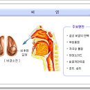 비염(鼻炎)과 코 질환 이미지