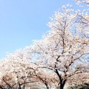 어제 이월드 별빛벚꽃축제 다녀왔어요 :) (수정완료) 이미지