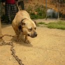 옐로우 켄넬 이미지