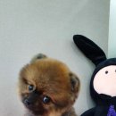 쥬티펫 신탄진점 이미지