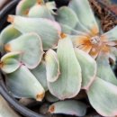 티아그로 이미지