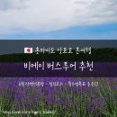 [일본] 홋카이도 삿포로 혼여행 _ 비에이 버스투어 내돈내산 후기(라쿠투어, 6월의 라벤더 꽃밭)