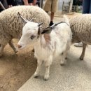 별빛그린하우스 | 🇦🇺시드니여행4박5일 (페더데일+블루마운틴 별빛투어 후기)