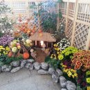 국화정원 이미지