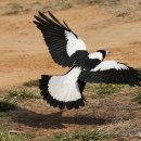 호주까치 [Australian magpie (Gymnorhina tibicen)] 이미지