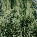 로즈마리숲 이미지