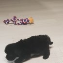 블럭비즈몬 이미지